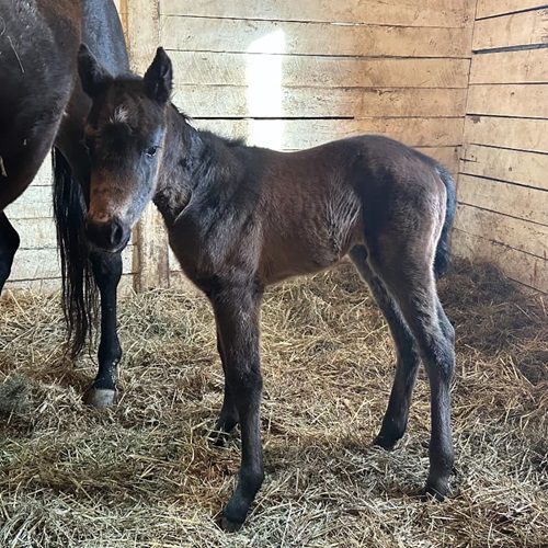 Amesome Aurora Central Banker profile