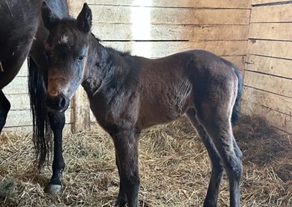 Awesome Aurora ’24 Filly by Central Banker