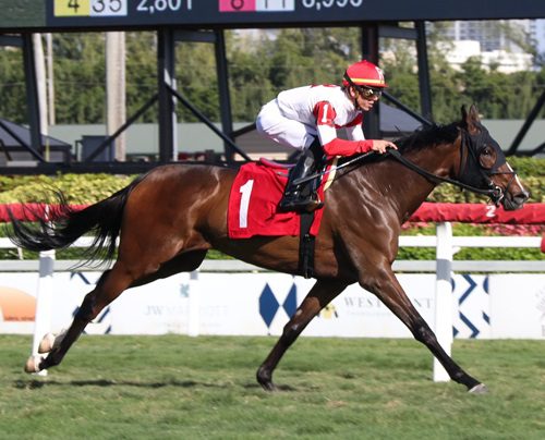 Andi's Kitten profile