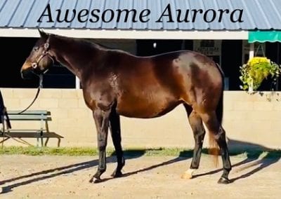 Awesome Aurora (in foal to Central Banker)