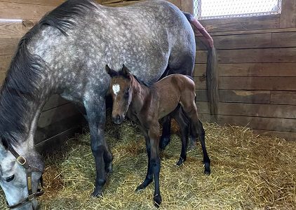 Back Roads ’22 Filly by Mendelssohn