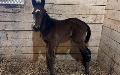 Bene Pista foals colt by Arabian Lion