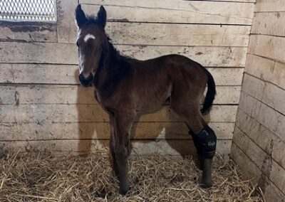 Bene Pista ’25 Colt by Arabian Lion