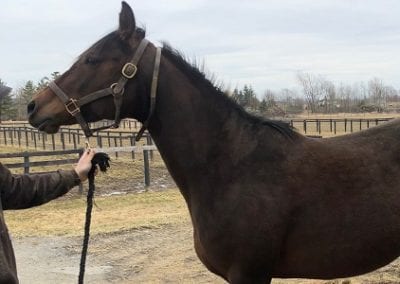 Bitter Gold (in foal to Solomini)