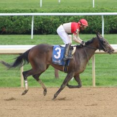 Bourbon Blanket profile