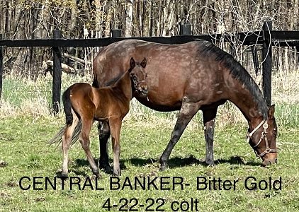 Bitter Gold ’22 Colt by Central Banker