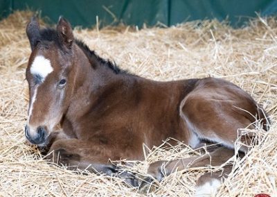 Tanmawwy ’22 Filly by Central Banker