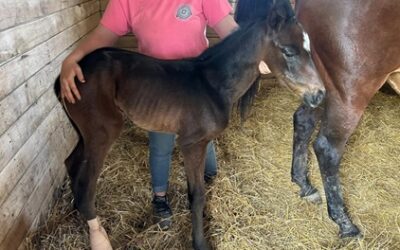 Bitter Gold has filly by Central Banker