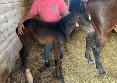 Bitter Gold ’24 Filly by Central Banker