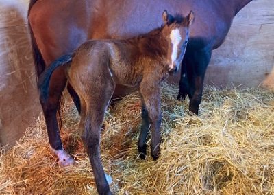 Christmas Cove ’22 Filly by Bee Jersey