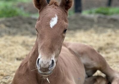 Christmas Cove ’23 Colt by Solomini
