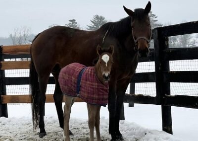 City Section ’23 Filly by Maximum Security