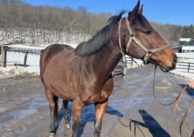 City Section (in foal to Americanrevolution)