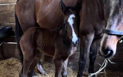 Andi’s Kitten Filly By Complexity Born