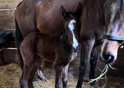 Andi’s Kitten ’24 Filly by Complexity