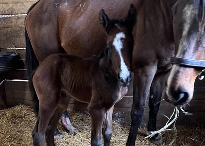 Andi’s Kitten Filly By Complexity Born