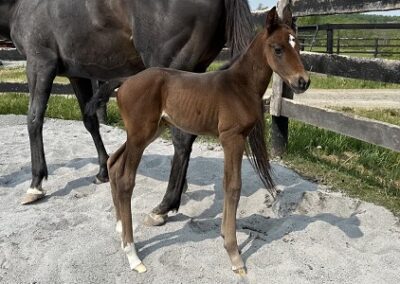 Dionora ’23 Colt by Solomini