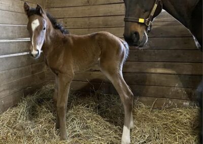 Figure of Beauty ’23 Colt by Code of Honor