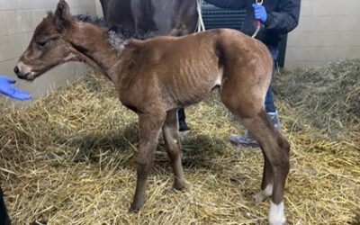 Figure of Beauty Filly by Cody’s Wish Born