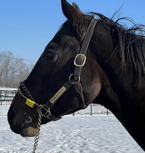 Figure of Beauty profile