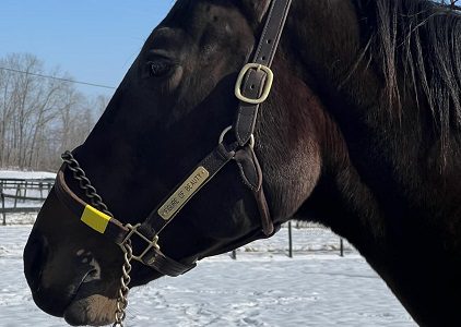 Figure of Beauty (in foal to Cogburn)