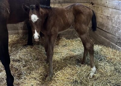 Fortune Street ’23 Filly by Central Banker