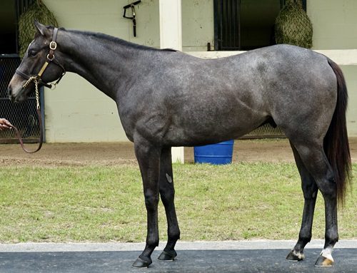 Frosted Butterfly Soul profile