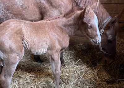 Heaven’s Humor ’22 Filly by Audible