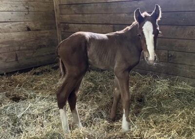 Heaven’s Humor ’23 Colt by Improbable