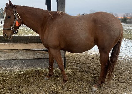 Heaven’s Humor (in foal to Central Banker)