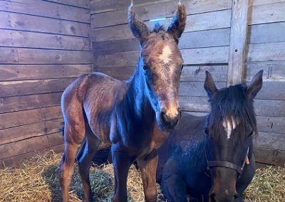 Homerun Honey ’22 Filly by Central Banker