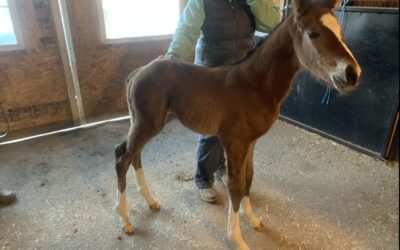 First Foal of 2024 Born