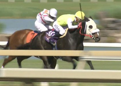 Let’s Celebrate (in foal to Pappacap)