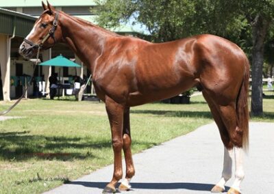 Ch Ch Cherry Bomb ’22 Colt By Liam’s Map