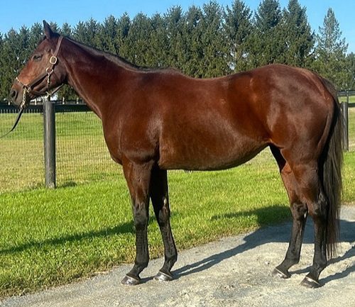 Maid On a Mission profile