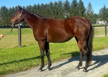 Maid On a Mission (in foal to Keepmeinmind)