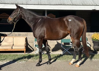 Moosie Onna (in foal to Highly Motivated)