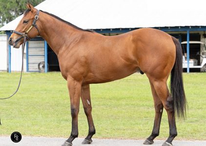 Practical Joke '24 Colt out of Star Cactus