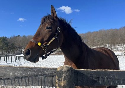 Rox Star Beauty (in foal to Central Banker)