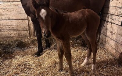 Rox Star Beauty has Solomini Colt