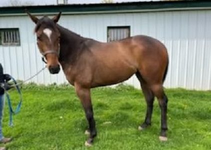 Signora Rossa roster