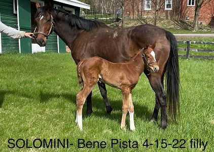Bene Pista ’22 Filly by Solomini