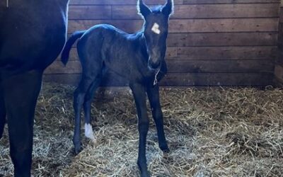 Let’s Celebrate Has First Foal