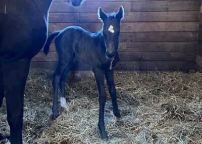 Let’s Celebrate ’24 Filly By Solomini