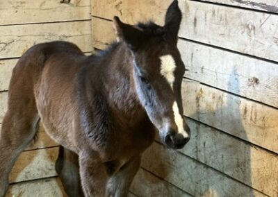 Super Surprise ’24 Filly by Mind Control
