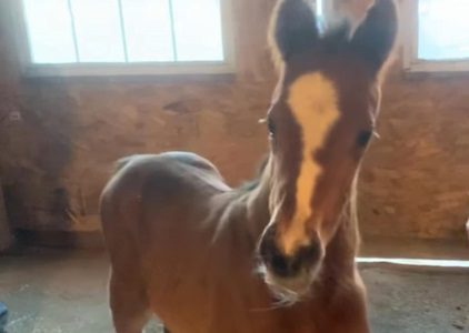 Tanmawwy ’24 Colt by Mandaloun