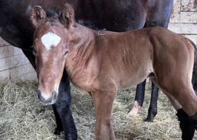 Tanmawwy ’25 Filly by Instagrand