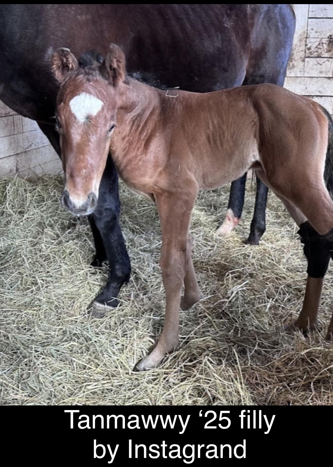 Tanmawwy '25 Filly by Instagrand