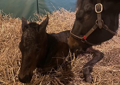 Tanmawwy ’23 Colt by Flatter