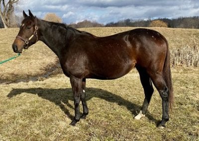Tanmawwy (in foal to Instagrand)